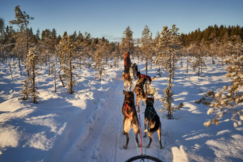 Hondensleetocht door besneeuwd bos