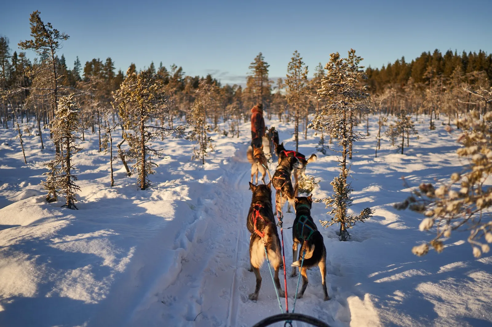Hondensleetocht door besneeuwd bos
