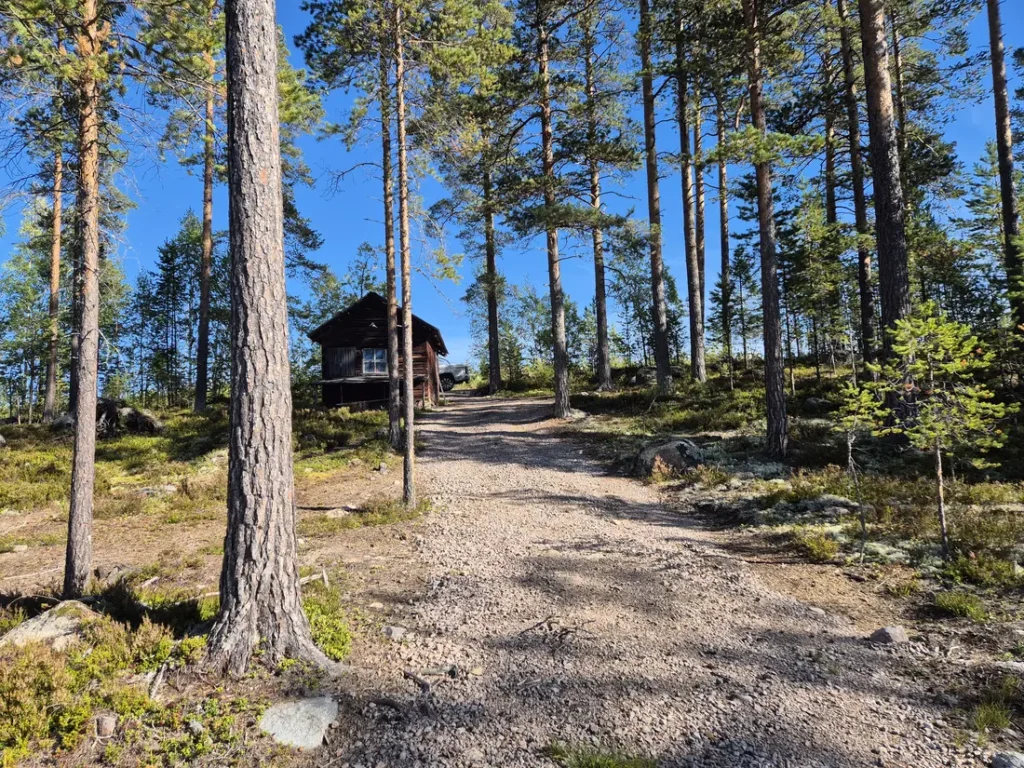 Wandelpad door het dennenbos
