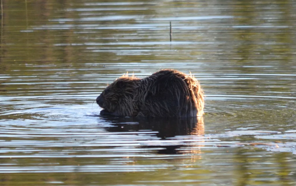 Wilde dieren rond Camp Ängra